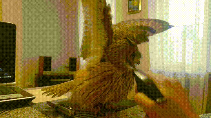 "���" ��� ����