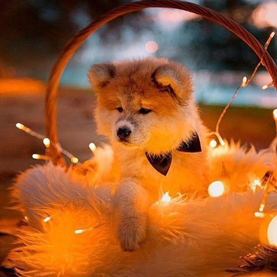 ���������� ������ ������������ ����