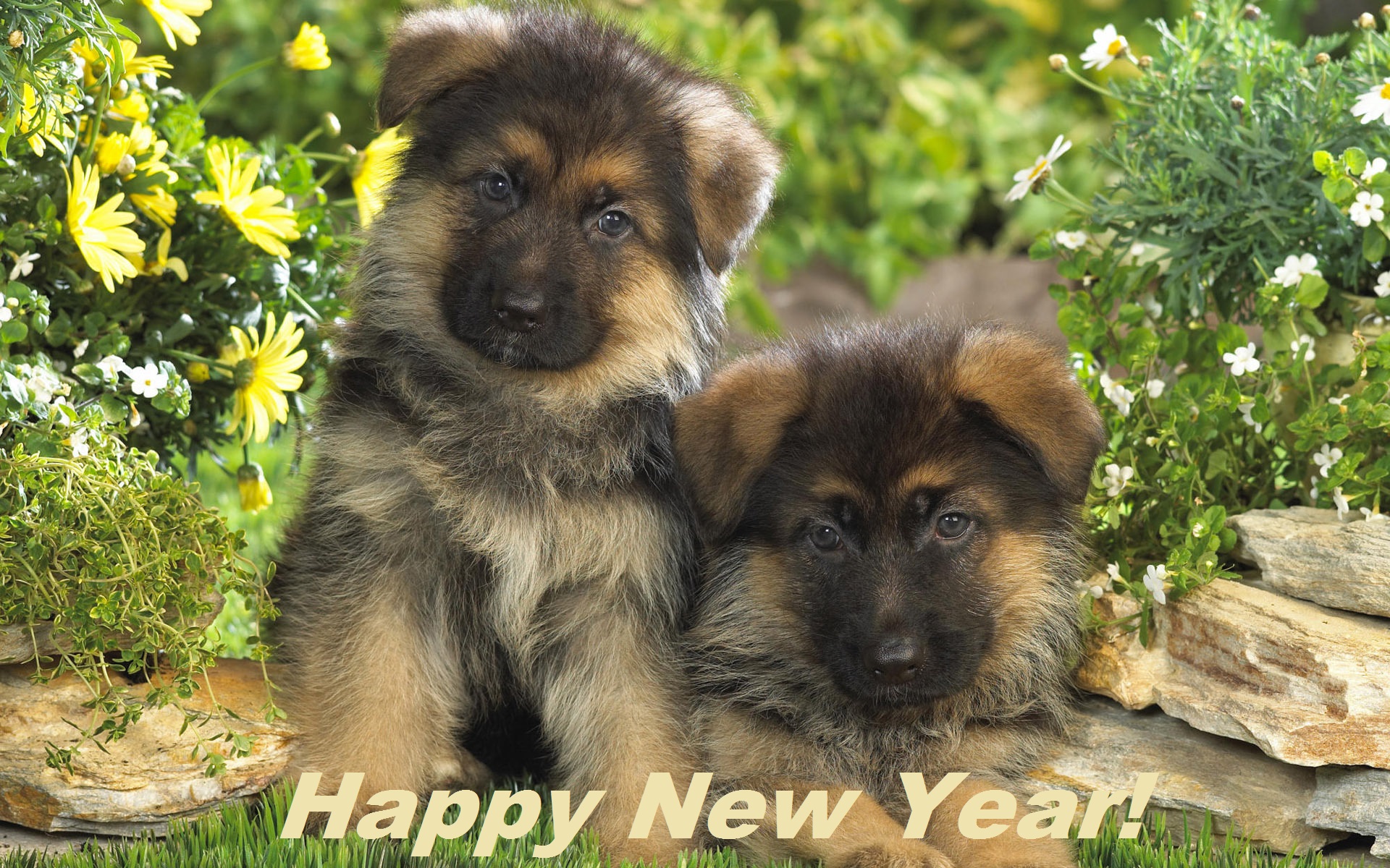 � ����������� 2018!