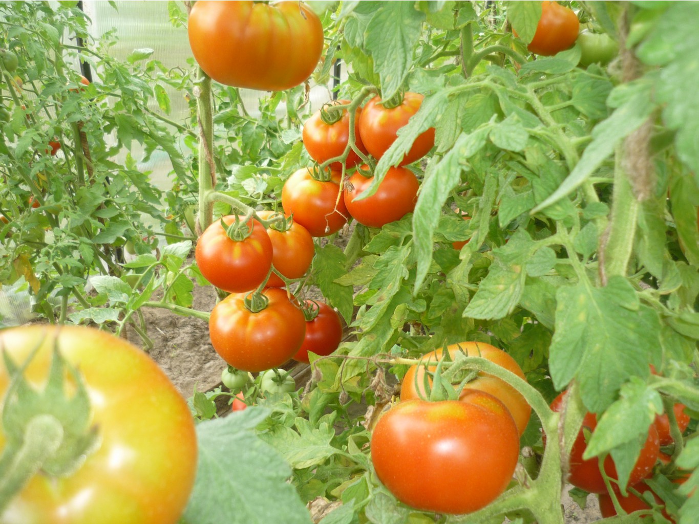 ���� �� 14.01 ������������������ ������ �� ���������!����� ��������,�������� ����� ,������ ����!��������� ������� � ������� ������ 2018!4 ����� ������!!! 