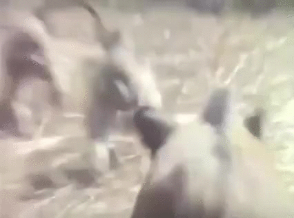 ����� ���� ����� ������ ֣������ ����� � �������