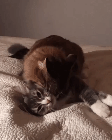 �� ����� �� ���������