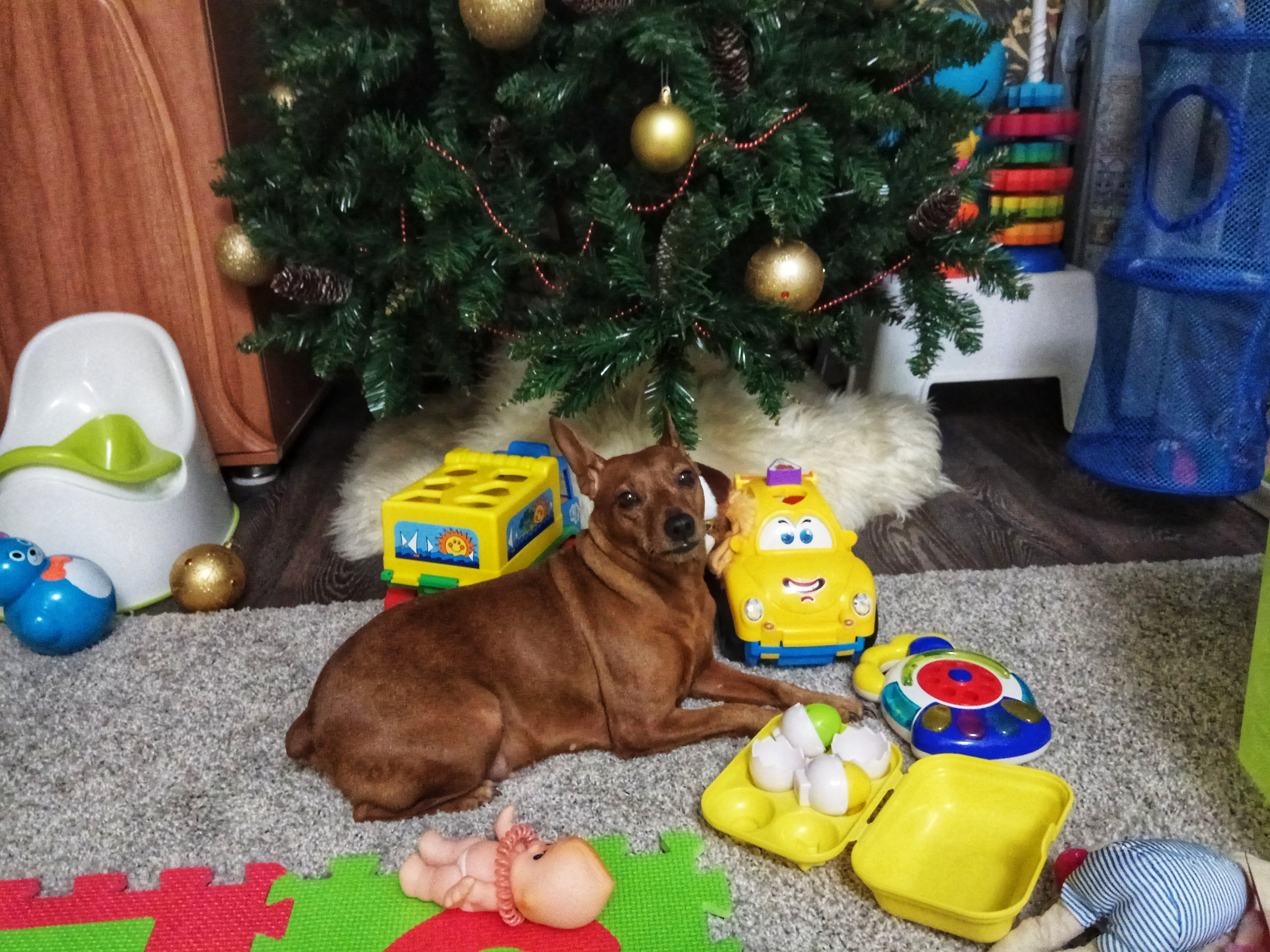 ���������� ��� �����... ���� � ������� ������, ���� �� ����� ������������� 😁😘🐕 #����������������� #��� #����� #����������� #���������� #������������������ #�������_�����_� #petrova_maria_n 