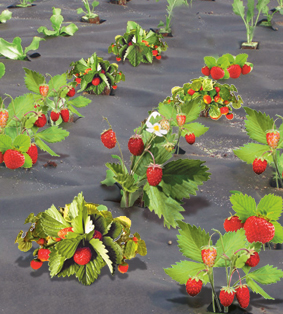 ���� �� 1. 02 .�������� ( �������� �������� ) , ������ ( ��������������, ������������, ��� ) 52