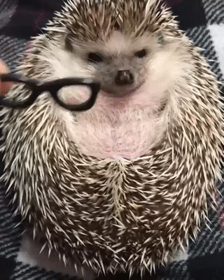 ��� ���� ���� ����