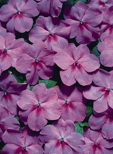 ���� ������� �� 12.02. ������� � ��������� ������� �� ��������� Garden Flora. ��� ������� � ������� ����������� � ����� ����.