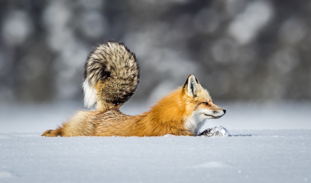 ����������� ��������