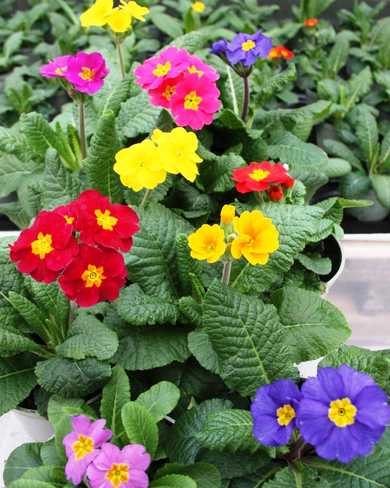 ���� ������� 25 ������� .�������� � 8 �����. �������� ����� � ��������� ( �������, ��������,���������,�������,,������� ) 5.