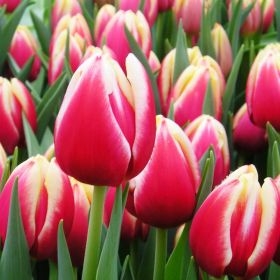 ���� ������� �� 1.03. ����� �������� �������� �� ��������� Garden Flora.