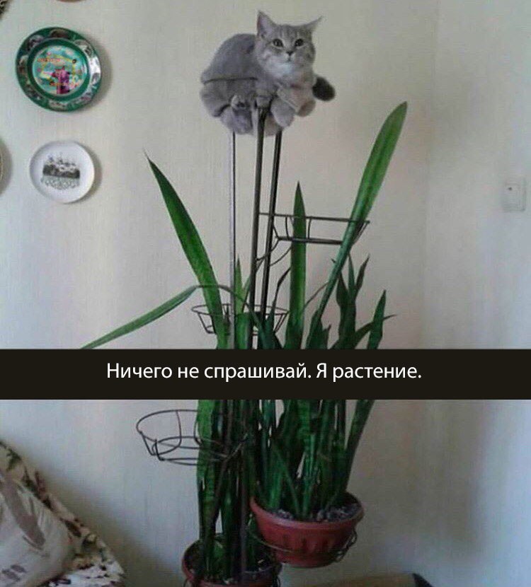 ������� ����