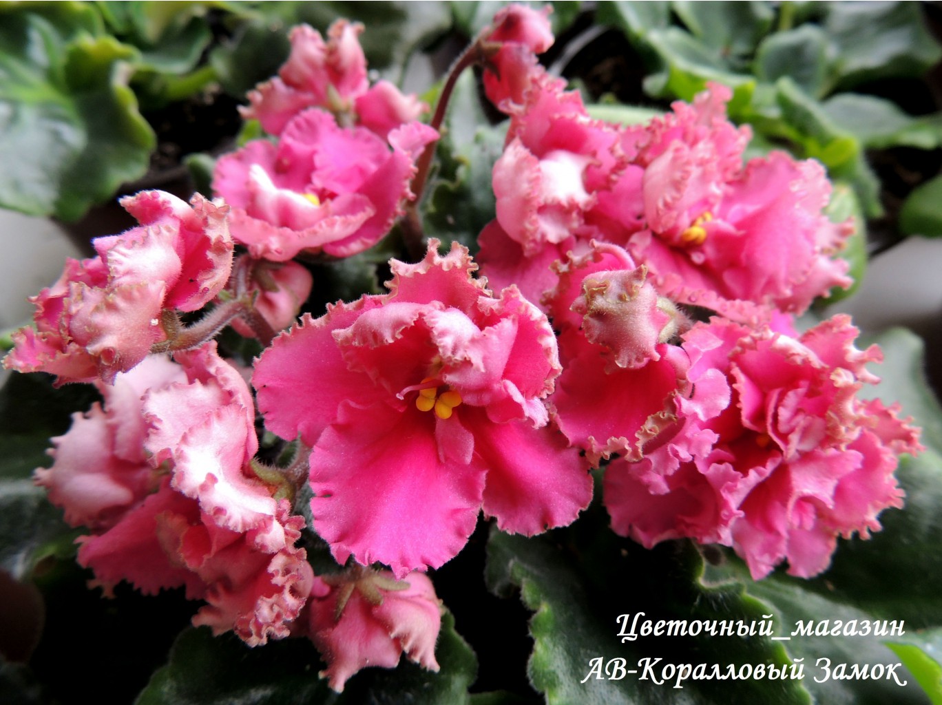 ��������� ���� ������� �� ����������� ������. ������ 20% � 8 �����