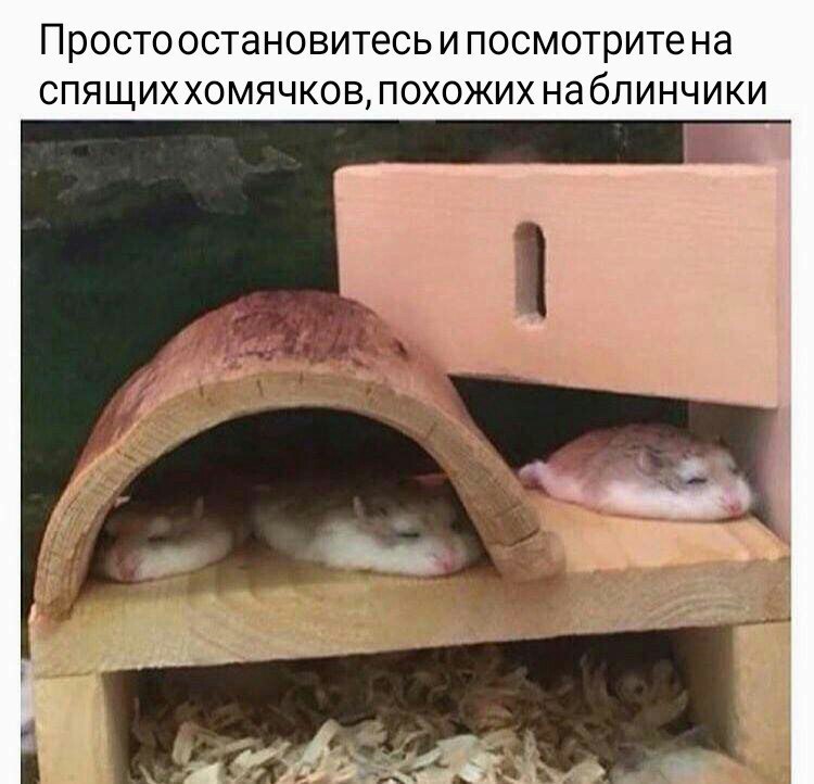 ������� ����