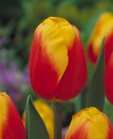 ���� ������� �� 1.03. ����� �������� �������� �� ��������� Garden Flora.