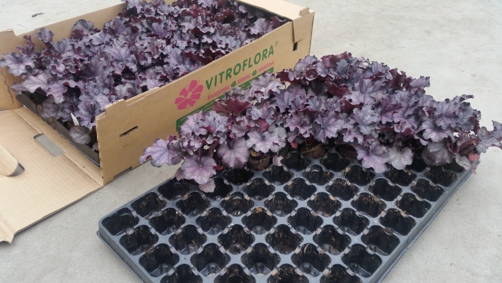 ���� ������� �� 13 �����. ������������ �������� �� �������� �����*������. �������� ����������.