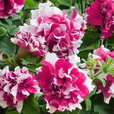 ������ ������ � ������ - ��� � �������. ��� ���.�����!