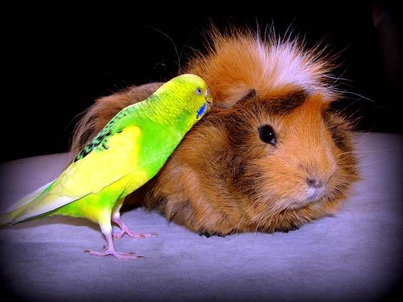 ���� �� 19.03. ������� ����������� ��� ���� � �������� - �� ������ �� �������.��������� ������ �� ��������������� �����- Lit*t*le O*ne, R*i*o, JR F*a*r*m, I*P*T*S/Be*ez*tee*s ���� 45.