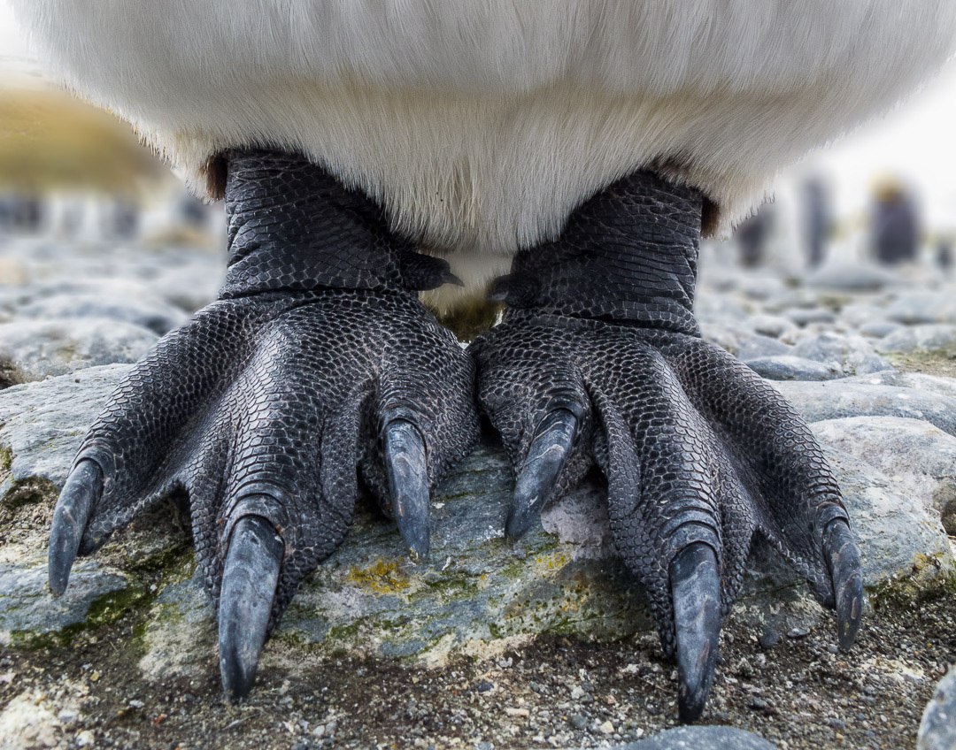 � ������ ����� ���� ���-�� �� ���������