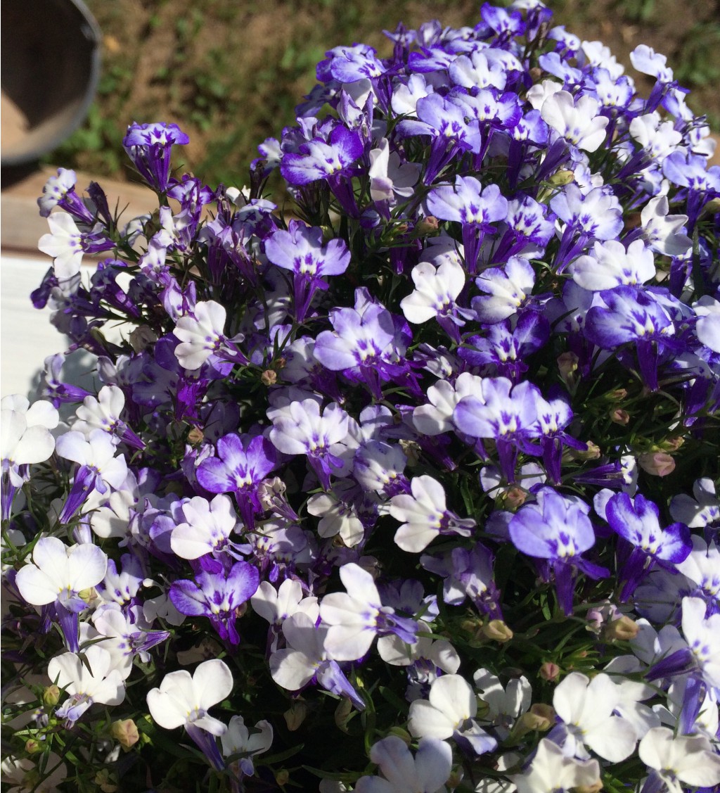 ������ ����! ���������������� ������ ������, ������ � ����. ���������. ����� 4/2018