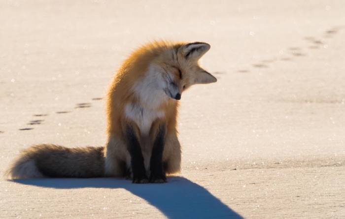 ����� ������ ���������