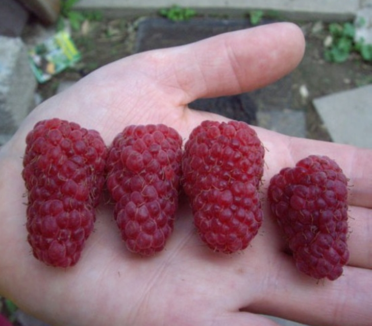  ���� �������. ��� �� �������?! ������� ������, �������, ��������, ������, ���������, �����, ���������, ���������, ��������, ����� � ������ ������! ��������� ������� ����! ����� 4.