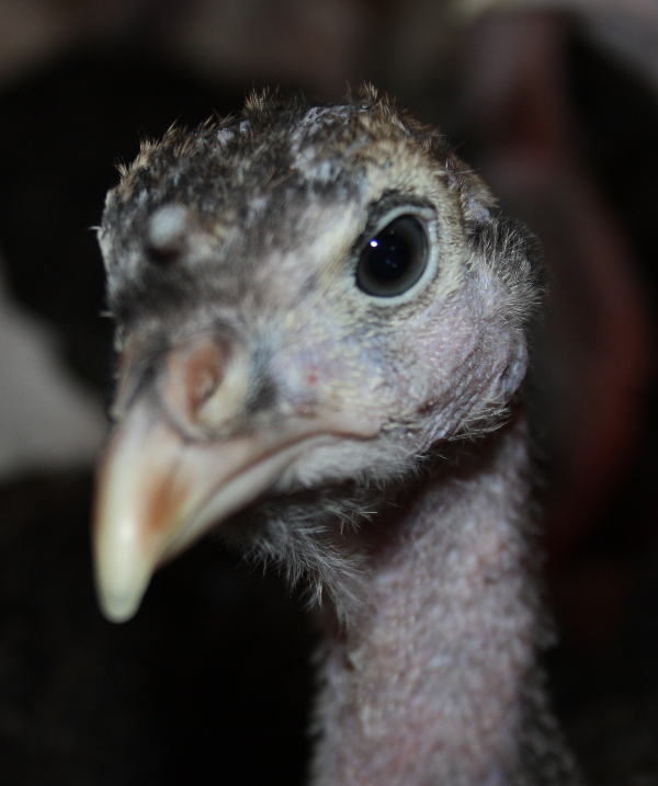 ��������� � ���� ����. ���������� �������. 