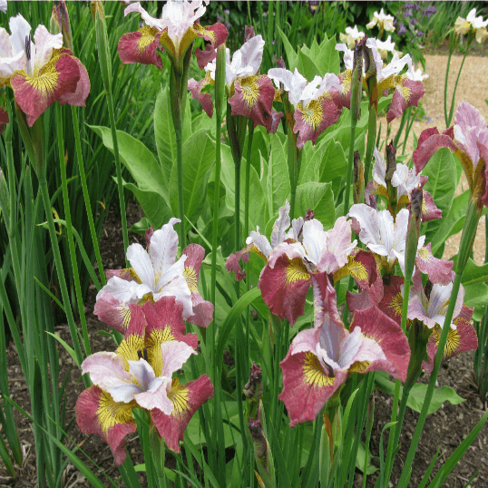 �������� �� ������ ��������