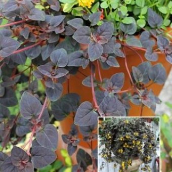 ��������� ������� ������� (���������) ���� 123 �����