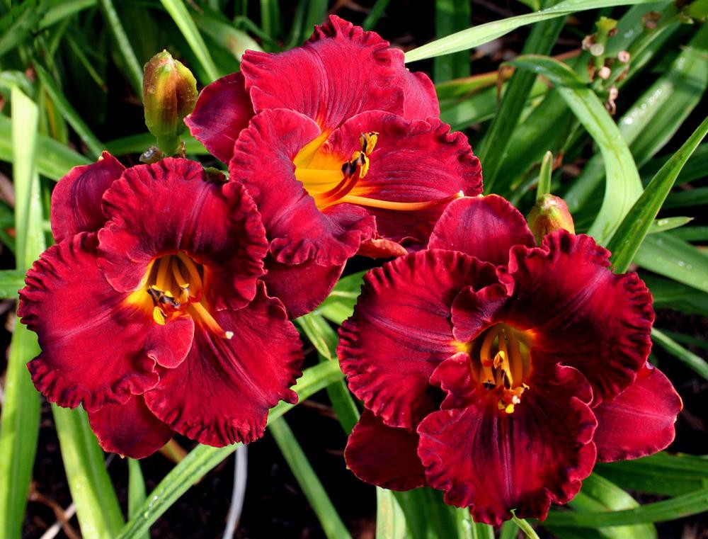 �������� �������� Lil'Red Wagon ���� 175 ������