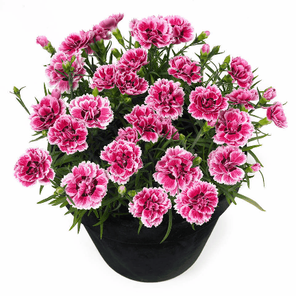 ������� �������� �� ������������ �� ������ ���