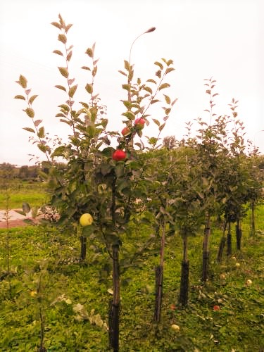 ���� �� 15 ������. �������! ������ � ����� ��������� �������. 