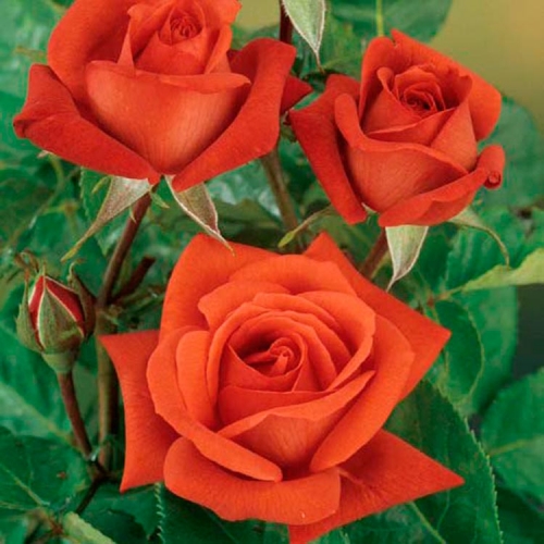 ���� �������. ���� �������� 3. �� 08.04