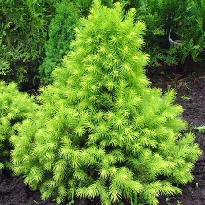 ���� ������� �� 15.04.- ���o��r�� �o�ck --�������-2018 