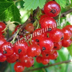 ���� ������� �� 15.04.- ���o��r�� �o�ck --������������ � �������� ��������: ����, ���������, �����,�����, ������, �����, ������, ��������� � ������ ������.4-2018