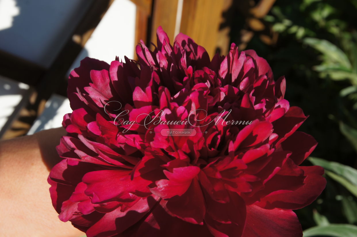 ��������� �����-�������� ������ � ���������� ������� �� 20�� � ��������!  ��������� ���� ������� - � �������!