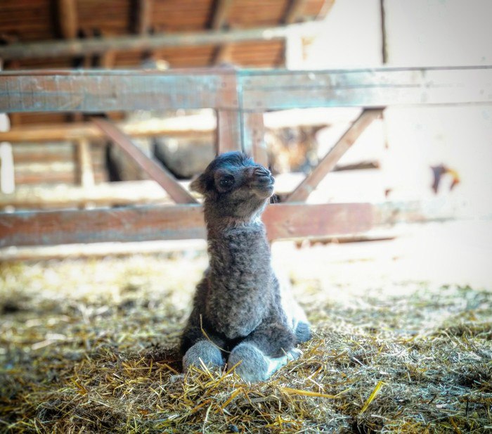 ��������� �������, �������: 3 ���