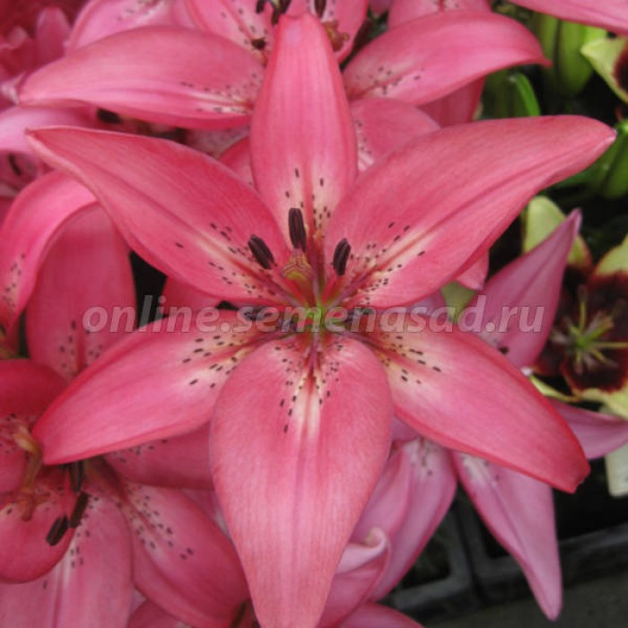 ��� ����� �����! ���������� � ������������ � ��������� �������� �� �������� ��*�*�� - ��� ������ �����!