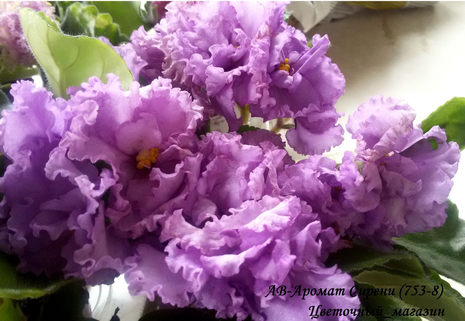 ����� ���� ������� �� ����������� ������. �������� �������� ��� �� �������� ��������