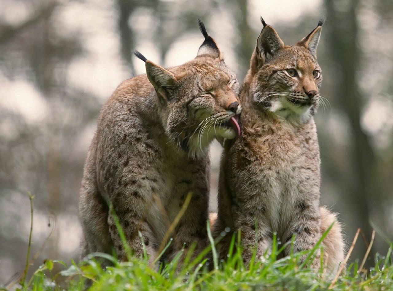 ������� ����