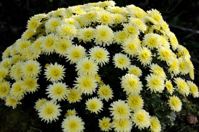 �������� �� ����������� � ��������� �� ������ ����