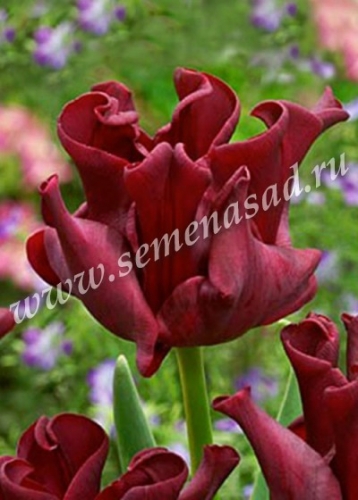 ������� �������� �� ������� �������� 2018 ����, ������� ����� ��� ��������! ���������� ����� ��������� ���� � ��������!