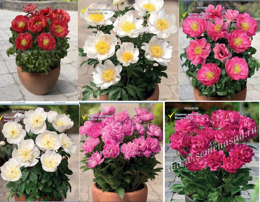 �������� ��, ��� ����� ��� ���������? ����������, �� ��� - ����� �����!!! ��������� �� �����!