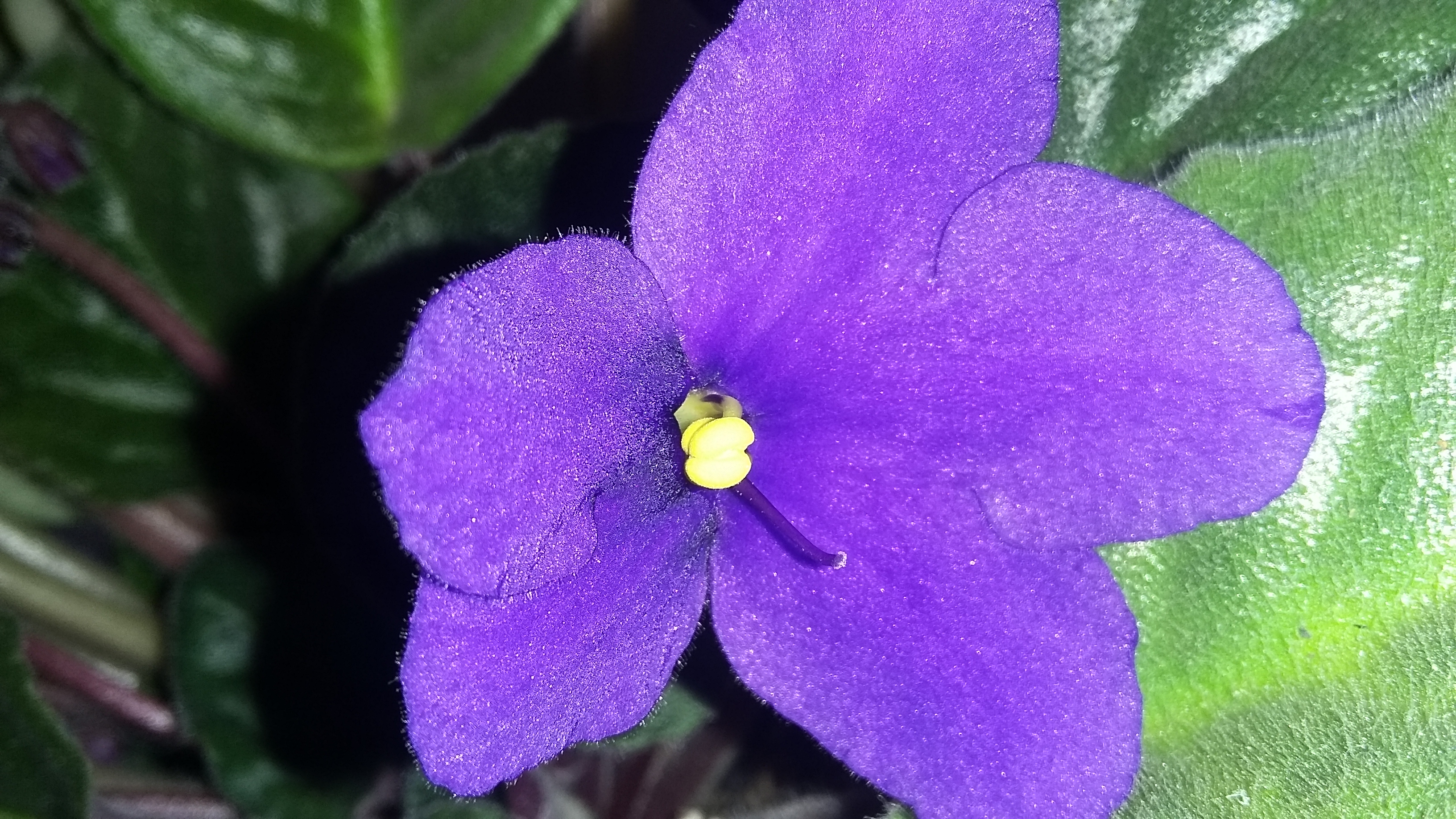 ����� ������