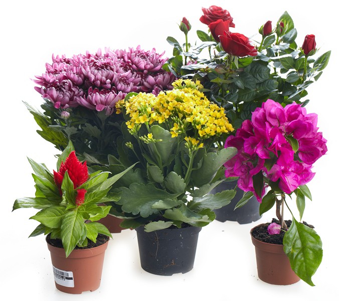 ���� �� 15 ����. ��������� ��������� ��������. 6-18. 