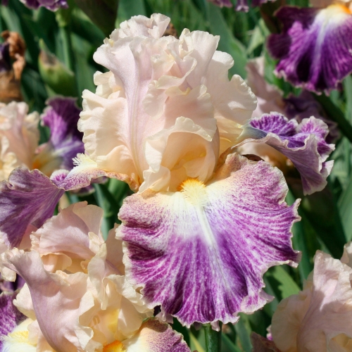 ���� ������� �� 17.06. �������� ���. ����� �� ����������� ��������� �� ��������� �� �������������. ��������� �� ���� 2018/3