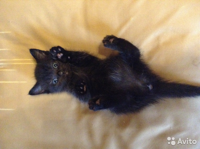 ������� ���������� �������) ���������� ����������