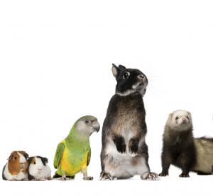 ���� �� 29.06. ������� ����������� ��� ���� � �������� - �� ������ �� �������.��������� ������ �� ��������������� �����- Lit*t*le O*ne, R*i*o, JR F*a*r*m, I*P*T*S/Be*ez*tee*s ���� 50.