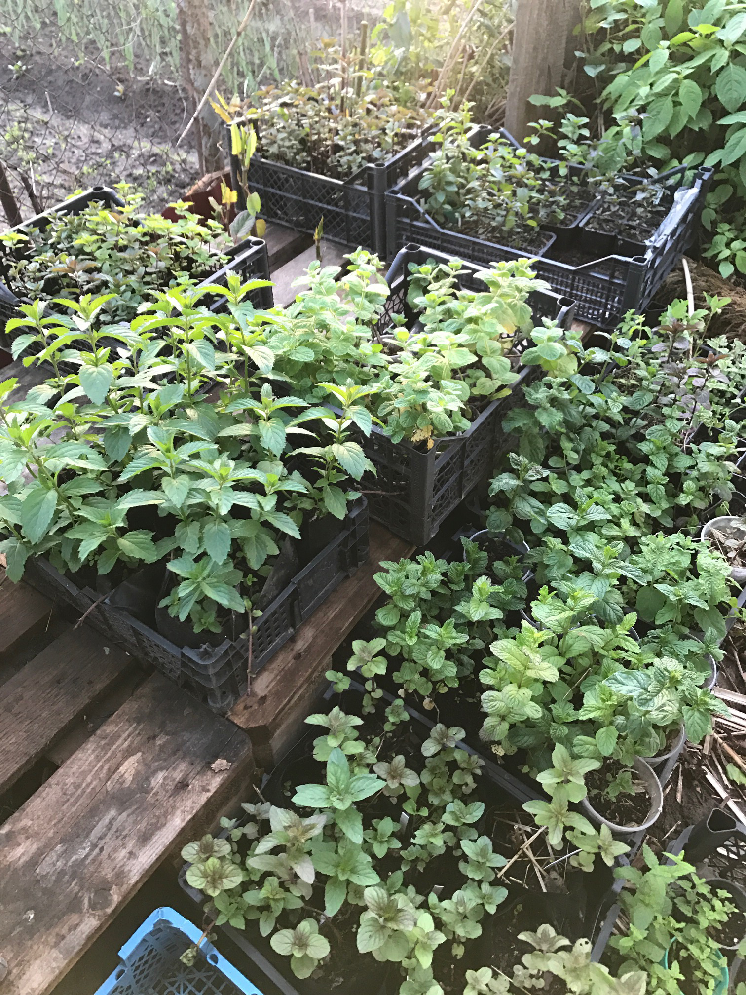 ������ �������. ���� ������� �� 24.06. ������������ �������� ��� ��������� ������ ���� �� �������� ��������� ������������� ������� Savgarden