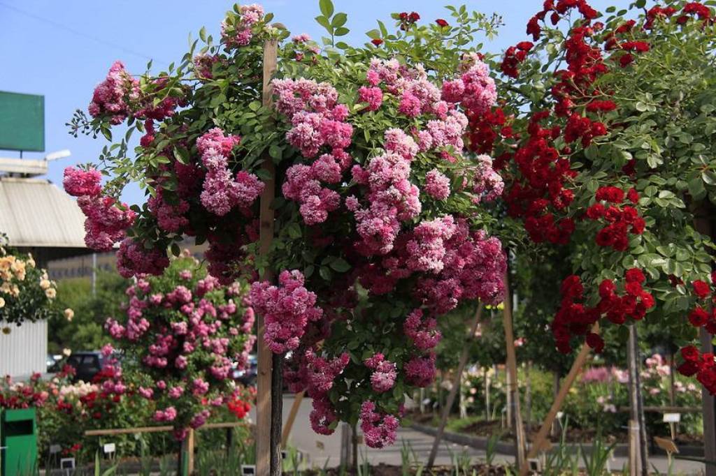 ���� �������. �����������, ������������ ���� ���� (�������) ������� � ������-6. ������������ �� ����� 2019�