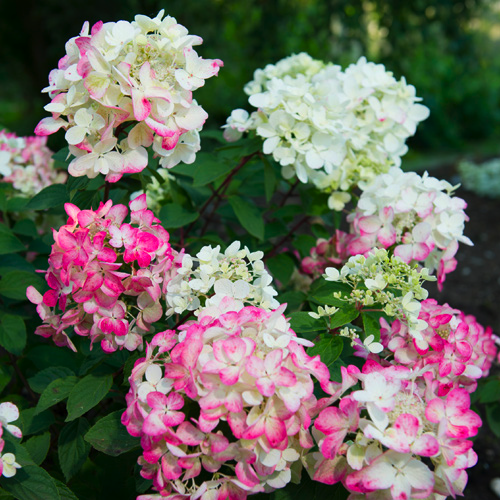 ���� ������� �� 18.07. ��������� ����������� � �����������  ��� �� �������� �����*������. ��������� �� ����� 2019 ����, ���� �������� ����������, ���� ��������� �����.