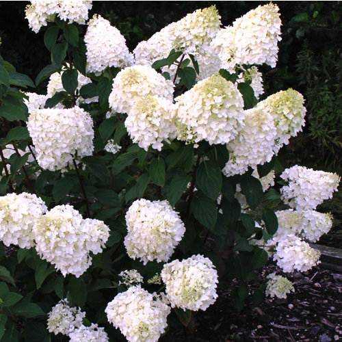 �������� �� ���������� ����������� � �����������